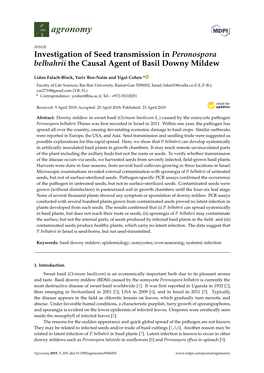 Investigation of Seed Transmission in Peronospora Belbahrii the Causal Agent of Basil Downy Mildew