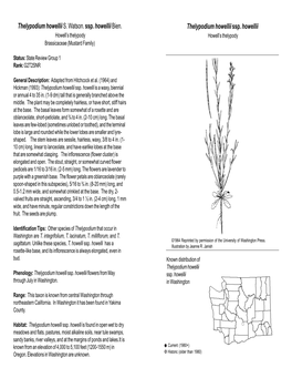 Thelypodium Howellii Ssp. Howellii Howell’S Thelypody Howell’S Thelypody Brassicaceae (Mustard Family)