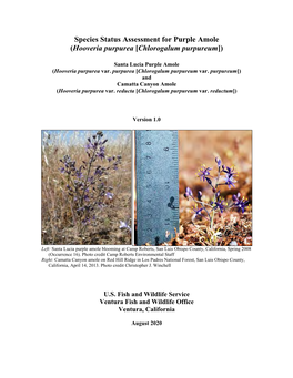 Species Status Assessment for Purple Amole (Hooveria Purpurea [Chlorogalum Purpureum])