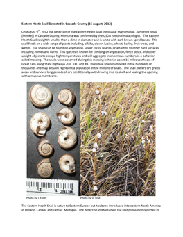 Eastern Heath Snail Detected in Cascade County (15 August, 2012)