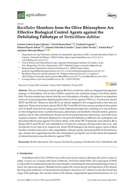 Bacillales Members from the Olive Rhizosphere Are Effective Biological Control Agents Against the Defoliating Pathotype of Verticillium Dahliae