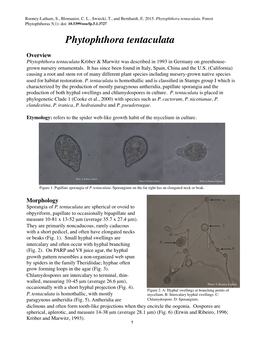 Phytophthora Tentaculata