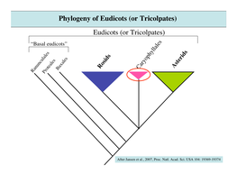 Phylogeny of Eudicots (Or Tricolpates) Eudicots (Or Tricolpates) “Basal Eudicots”