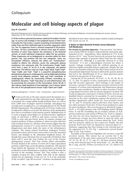 Molecular and Cell Biology Aspects of Plague