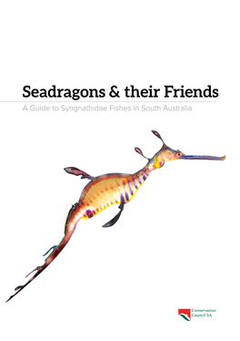 Seadragons & Their Friends