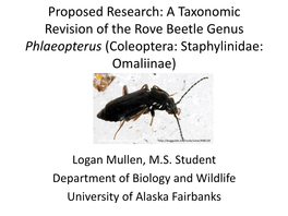 A Taxonomic Revision of the Rove Beetle Genus Phlaeopterus (Coleoptera: Staphylinidae: Omaliinae)