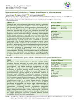 Determination of Co-Infection in Diseased Seven Khramulya (Capoeta Capoeta)