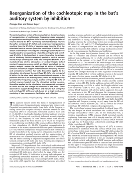 Reorganization of the Cochleotopic Map in the Bat's Auditory System By