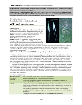 Avena Fatua L.; Wild Oat Avena Fatua Avena Barbata Pott Ex Link; Slender Oat Wild and Slender Oats