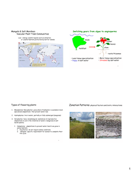 Mangals & Salt Marshes- Vascular Plant Tidal Communities Switching