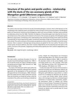 Structure of the Pelvic and Penile Urethra – Relationship with the Ducts