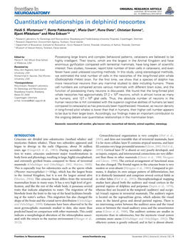 Quantitative Relationships in Delphinid Neocortex