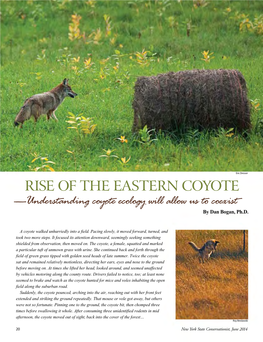 RISE of the EASTERN COYOTE —Understanding Coyote Ecology Will Allow Us to Coexist— by Dan Bogan, Ph.D