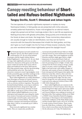 Canopy Roosting Behaviour Ofshort- Tailed and Rufous-Bellied Nighthawks