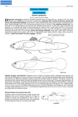 Suborder GOBIOIDEI ELEOTRIDAE