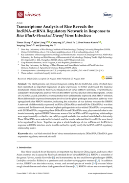 Transcriptome Analysis of Rice Reveals the Lncrna–Mrna Regulatory Network in Response to Rice Black-Streaked Dwarf Virus Infection