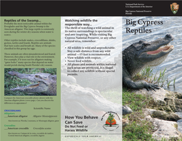 Big Cypress Reptiles