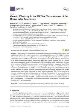 Genetic Diversity in the UV Sex Chromosomes of the Brown Alga Ectocarpus