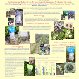 Semiochemical-Baited Traps for Scarab Pests Damaging Fruits and Blossoms Anomala Spp. Epicometis (Tropinota) Hirta Cetonia A. Au