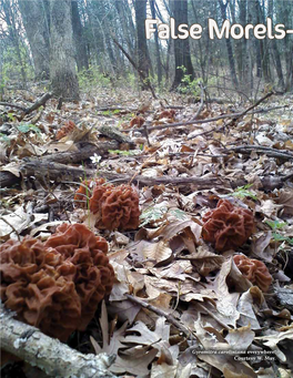 False Morels