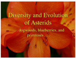Diversity and Evolution of Asterids