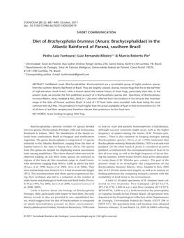 Diet of Brachycephalus Brunneus (Anura: Brachycephalidae) in the Atlantic Rainforest of Paraná, Southern Brazil