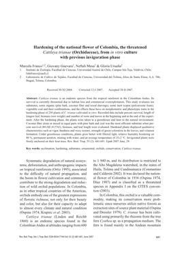 Hardening of the National Flower of Colombia, the Threatened Cattleya Trianae (Orchidaceae), from in Vitro Culture with Previous Invigoration Phase