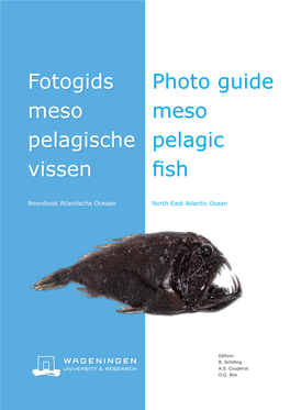Fotogids Meso Pelagische Vissen Photo Guide Meso Pelagic Fish