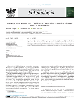 A New Species of Macaria Curtis (Lepidoptera: Geometridae: Ennominae) from the Andes of Northern Chile