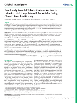 Functionally Essential Tubular Proteins Are Lost to Urine-Excreted, Large Extracellular Vesicles During Chronic Renal Insufﬁciency