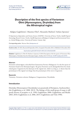 ﻿Description of the First Species of Fiorianteon Olmi (Hymenoptera, Dryinidae) from the Afrotropical Region