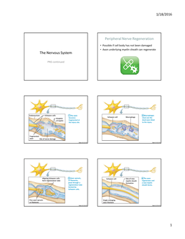 The Nervous System Peripheral Nerve Regeneration