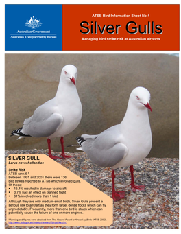 Silver Gulls Present a Serious Risk to Aircraft As They Form Large, Dense Flocks Which Can Fly Unpredictably