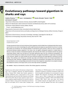 Evolutionary Pathways Toward Gigantism in Sharks and Rays