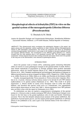 Morphological Effects of Tributyltin (TBT) in Vitro on the Genital System of the Mesogastropoda Littorina Littorea (Prosobranchia)