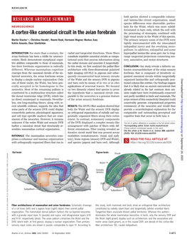 A Cortex-Like Canonical Circuit in the Avian Forebrain the Processing of Stereopsis, Combined with High Visual Acuity in the Wulst of This Species