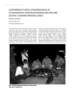 LEATHERBACK TURTLE STRANDED DEAD at UTUKUR BEACH, VIDAVALUR MANDALAM, NELLORE DISTRICT, ANDHRA PRADESH, India SUPRAJA DHARINI