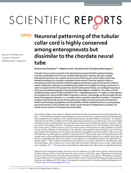 Neuronal Patterning of the Tubular Collar Cord Is Highly Conserved