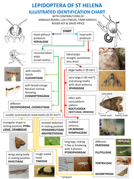 Lepidoptera of St Helena Illustrated Identification Chart with Contributions of Annalea Beard, Liza Fowler, Timm Karisch, Roger Key & David Pryce