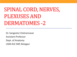 Spinal Cord, Nerves, Plexuses and Dermatomes -2