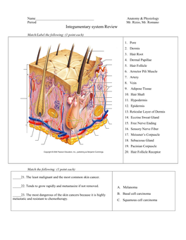 Anatomy, Intugumentary System Review.Pdf