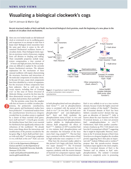 Visualizing a Biological Clockwork's Cogs