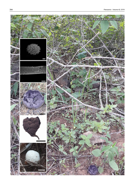 Calvatia Brasiliensis Fungal Planet Description Sheets 395