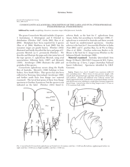 Cosmoclostis Aglaodesma: Description of the Larva and Pupa (Pterophoridae: Pterophorinae: Pterophorini)