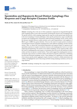 Spermidine and Rapamycin Reveal Distinct Autophagy Flux Response and Cargo Receptor Clearance Proﬁle