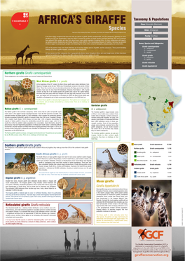 Africa's Giraffe – Species