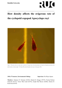 How Density Affects the Ovigerous Rate of the Cyclopoid Copepod Apocyclops Royi