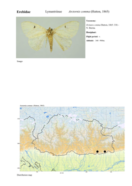 Erebidae Lymantriinae Arctornis Comma (Hutton, 1865)