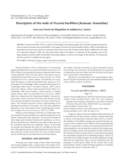 Description of the Male of Pozonia Bacillifera (Araneae: Araneidae)