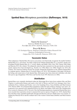 Spotted Bass Micropterus Punctulatus (Rafinesque, 1819)